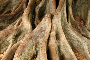 Roots_Sidney Australia.JPG